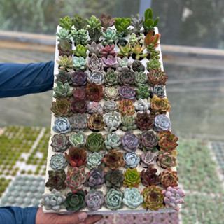 [không bao gãy do vận chuyển]combo 84 cây sen đá size mini 2-2,5 lựa ngẫu nhiên