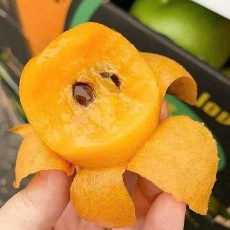 Cây giống nhót nhật ( cây tỳ bà, Biwa) cho trái siêu sớm