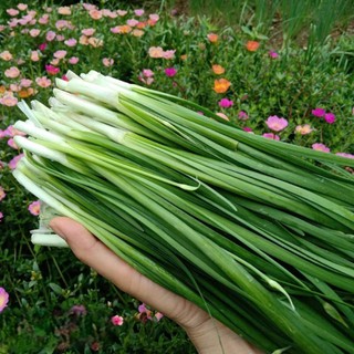 Deal Tiết Kiệm –100 Hạt Giống Hẹ Xanh Cao Sản Chất Lượng Cao 🌿 ✅ Dễ trồng – ✅ Lá xanh mướt – ✅ Thu hoạch liên tục
