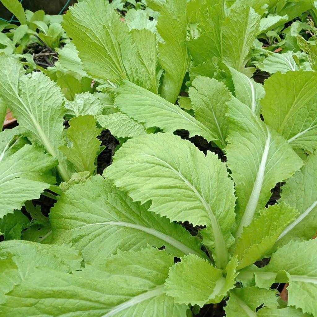 🥬 Deal Tiết Kiệm – 300 Hạt Giống Cải Bẹ Xanh F1 Chất Lượng Cao 🥬 ✅ Cây mập mạp, lá xanh đậm – ✅ Kháng bệnh tốt