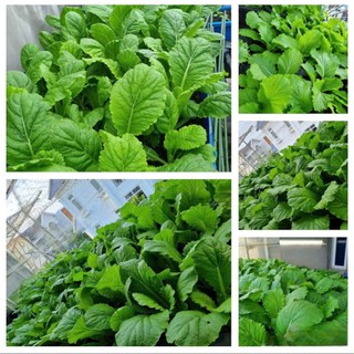 🥬 Deal Tiết Kiệm – 300 Hạt Giống Cải Bẹ Xanh F1 Chất Lượng Cao 🥬 ✅ Cây mập mạp, lá xanh đậm – ✅ Kháng bệnh tốt