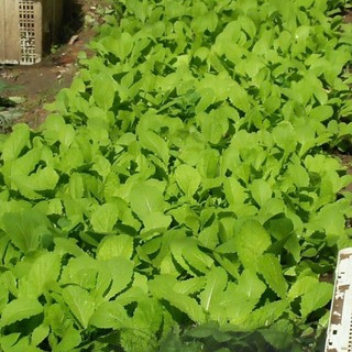 🥬 Deal Tiết Kiệm – 300 Hạt Giống Cải Bẹ Xanh F1 Chất Lượng Cao 🥬 ✅ Cây mập mạp, lá xanh đậm – ✅ Kháng bệnh tốt