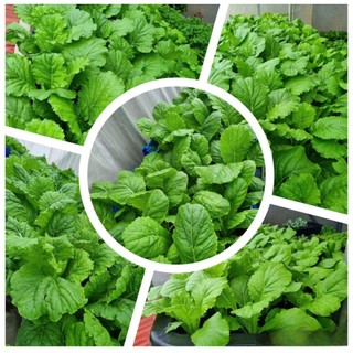 🥬 Deal Tiết Kiệm – 300 Hạt Giống Cải Bẹ Xanh F1 Chất Lượng Cao 🥬 ✅ Cây mập mạp, lá xanh đậm – ✅ Kháng bệnh tốt