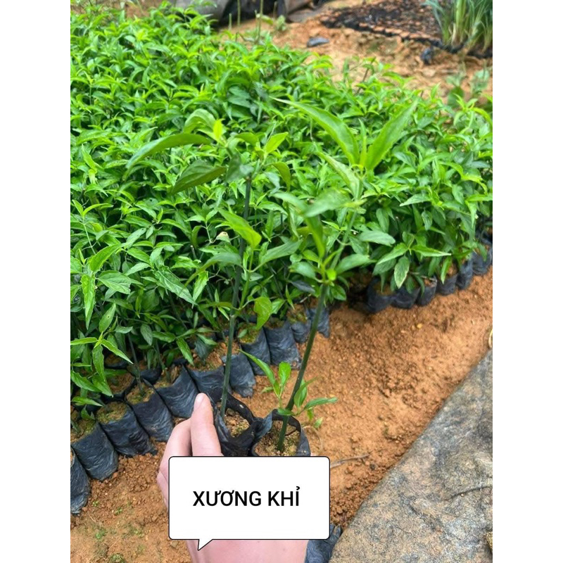 Cây xương khỉ(bìm bịp)