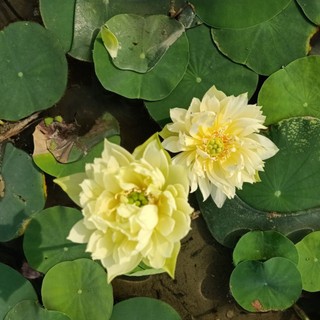 Củ sen mini Snow White (Biển tuyết)