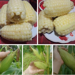 🌽 Deal Tiết Kiệm –10 Hạt Giống Ngô Nù Cổ Truyền, Ngọt Mềm, Dễ Trồng 🌽 ✅ Hạt ngô trắng tròn – ✅ Vị ngọt thanh, mềm thơm