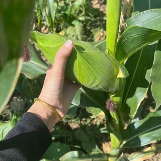 🌽 Deal Tiết Kiệm –10 Hạt Giống Ngô Nù Cổ Truyền, Ngọt Mềm, Dễ Trồng 🌽 ✅ Hạt ngô trắng tròn – ✅ Vị ngọt thanh, mềm thơm