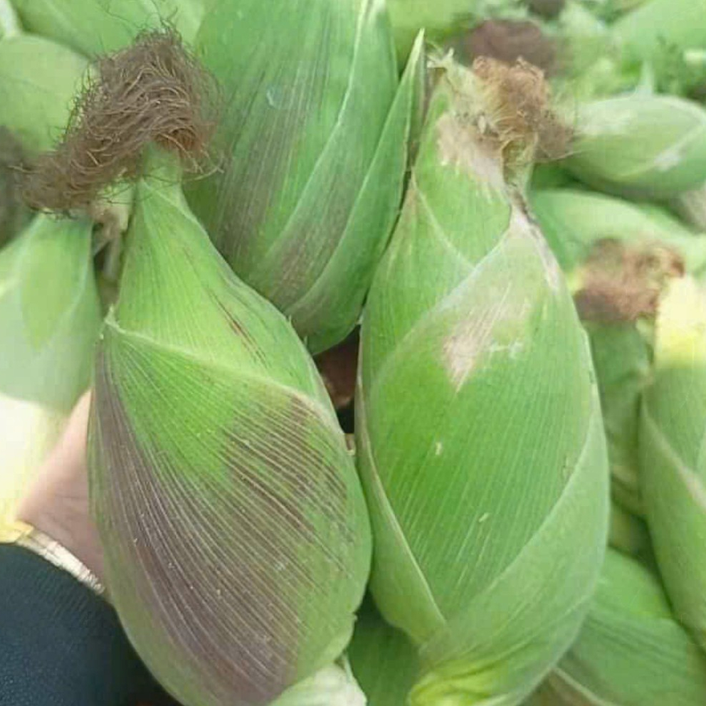 🌽 Deal Tiết Kiệm –10 Hạt Giống Ngô Nù Cổ Truyền, Ngọt Mềm, Dễ Trồng 🌽 ✅ Hạt ngô trắng tròn – ✅ Vị ngọt thanh, mềm thơm
