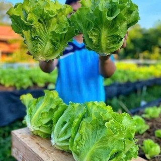 Deal Tiết Kiệm:50 Hạt Giống Xà Lách Sanchu – Rau Ăn Lá Tươi Non, Giòn Ngọt