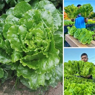 Deal Tiết Kiệm:50 Hạt Giống Xà Lách Sanchu – Rau Ăn Lá Tươi Non, Giòn Ngọt
