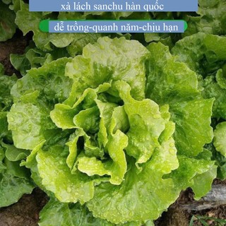 Deal Tiết Kiệm:50 Hạt Giống Xà Lách Sanchu – Rau Ăn Lá Tươi Non, Giòn Ngọt