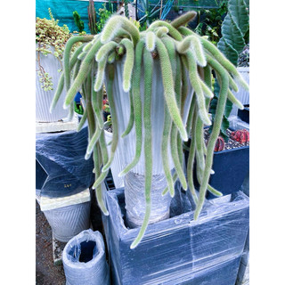 Xương Rồng Đuôi Cáo - Đuôi Hồ Ly (cắt nhánh 10-12cm)