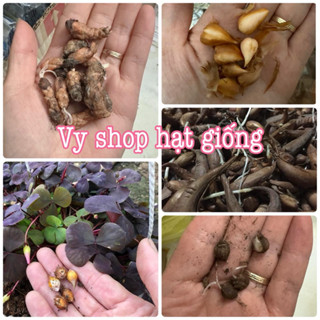  Củ giống hoa oxalis - hoa bướm đêm  dạng củ khô chưa có mầm  nhiều màu - bảo hành ra chuẩn màu 
