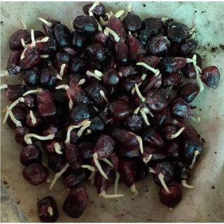 Hạt giống ngô nếp tím Thái ( gói 5gram - 30 hạt )