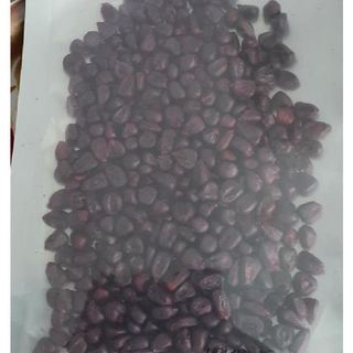 Hạt giống ngô nếp tím Thái ( gói 5gram - 30 hạt )