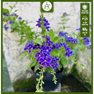 Cây Chuỗi Ngọc Tím - Cây cao 40-50 cm - Hoa nở rực rỡ - Trang trí sân vườn