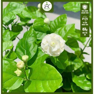 Cây Lài Trà - Hoa Nhài - Cây cao 30-40 cm - Hoa nở quanh năm - Thơm dễ chịu!