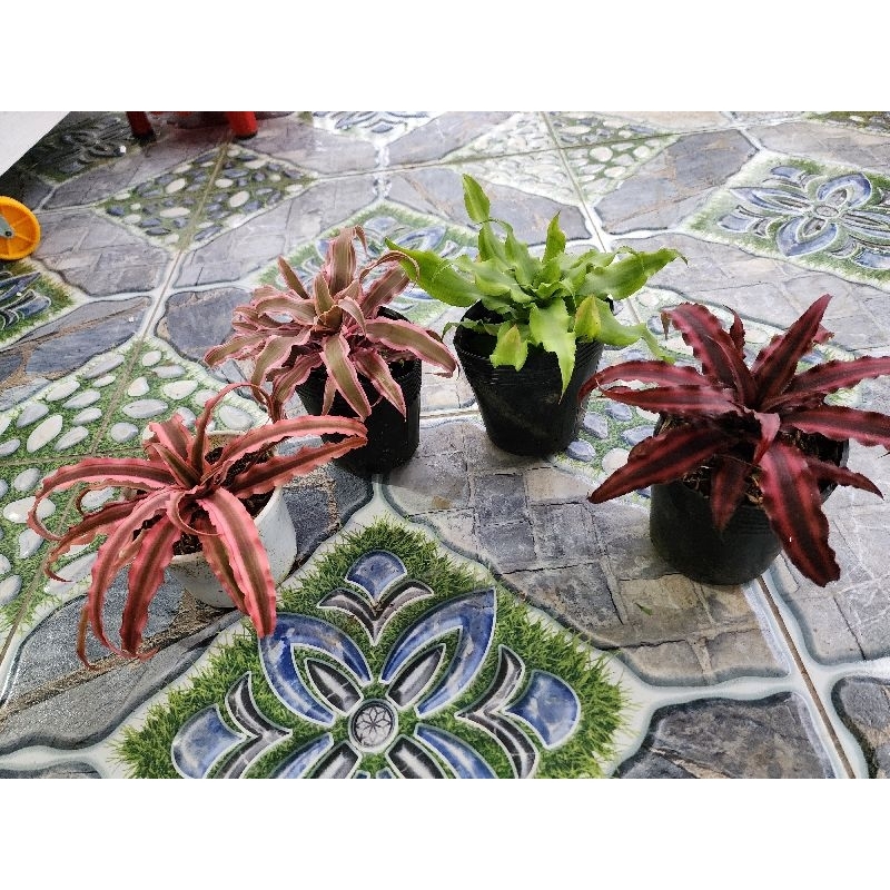 dứa hồng  phụng (tặng kèm phân bón)