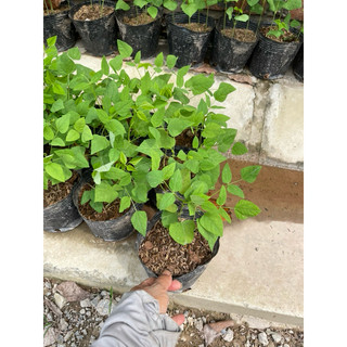 Hạt giống - Cây giống Đậu rồng (đậu khế) bầu 3-4 cây