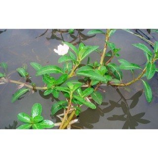 100g cây rau dừa nước sấy khô