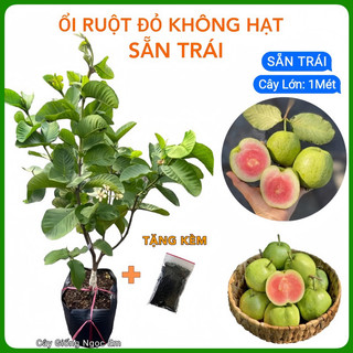  Cây ổi ruột đỏ không hạt   Sẵn Trái  cây siêu lớn- cao   1Mét   chuẩn giống y như hình 