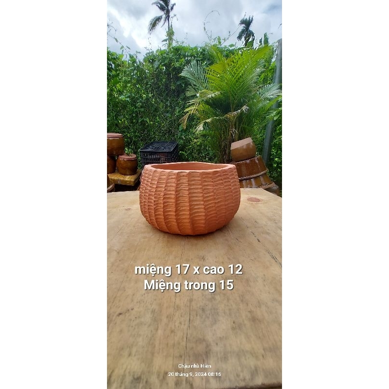 Chậu đất nung - chậu nồi thấp miệng 17 x cao 12