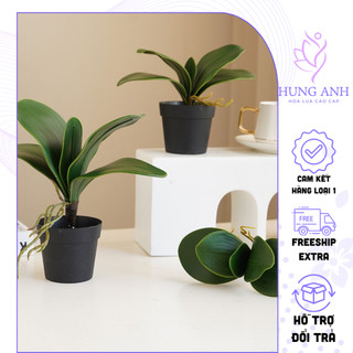  Cụm lá Lan Hồ Điệp gốc lá lan cao su loại 1 trang trí điểm bó hoa chậu hoa giả - Hoa Lụa Cao Cấp 