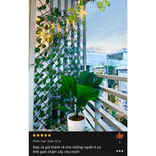 Giàn Lá Hàng Rào Lá Cao 70CMx2M Decor Ban Công, Hàng Rào Nhân Tạo Trang Trí Sân Vườn, Nhà Cửa Khobuon55