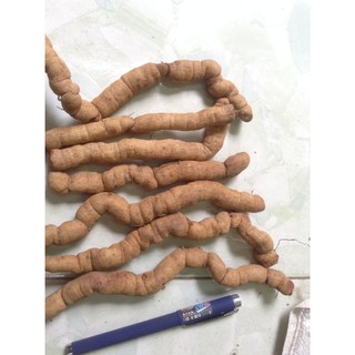01 Kg Ba Kích Tím tươi Nguyên Củ-Quảng Ninh loại 1