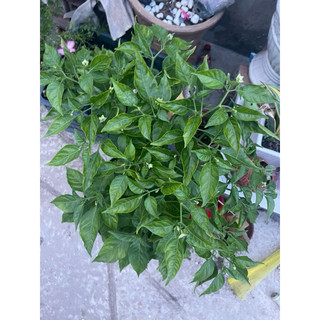 Chậu ớt hiểm cây to khoẻ