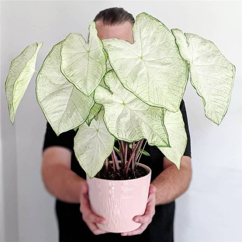 Caladium Moonlight trắng tựa ánh trăng rằm, chậu cây giống, cây bán được chụp thực tế tại vườn nhà, sắc lá trắng đẹp