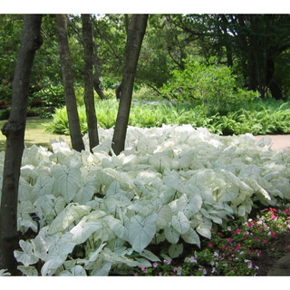 Caladium Moonlight trắng tựa ánh trăng rằm, chậu cây giống, cây bán được chụp thực tế tại vườn nhà, sắc lá trắng đẹp