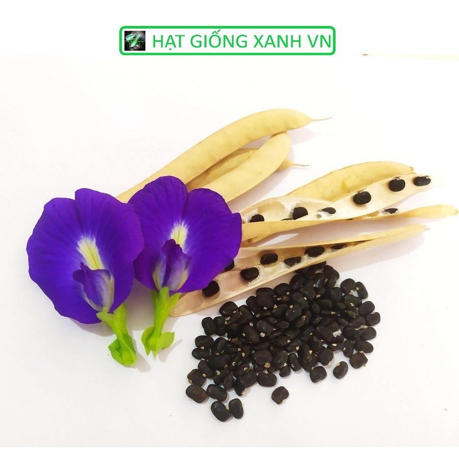 [Seeds] Hạt giống Hoa Đậu Biếc