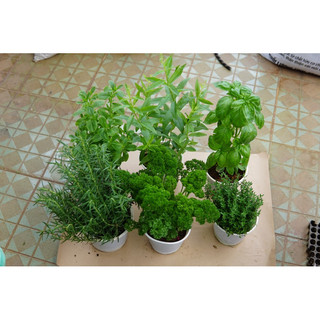 Combo Cây Gia Vị JUN GARDEN