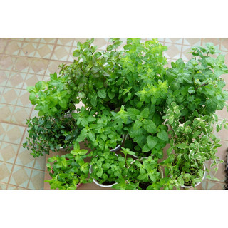 Combo Cây Gia Vị JUN GARDEN