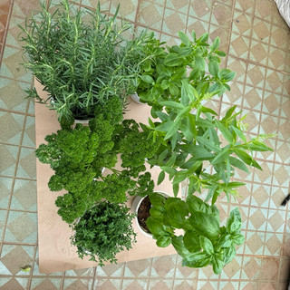 Combo Cây Gia Vị JUN GARDEN