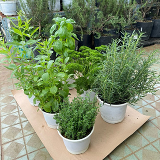 Combo Cây Gia Vị JUN GARDEN