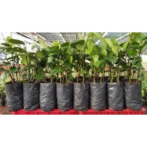túi bầu ươm cây nilon dẻo dai- số lượng nhiều(chọn size)(phân loại là kích thước đã đổ đất)