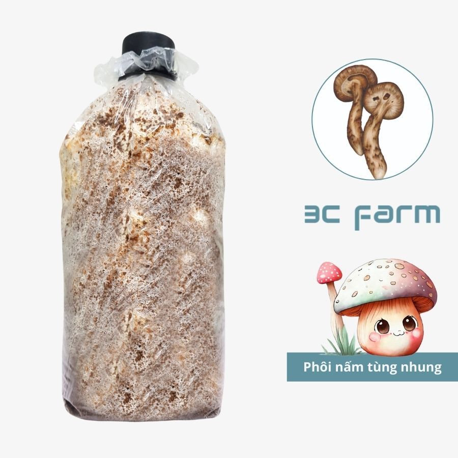 Phôi nấm tùng nhung, nấm matsutake 1,2kg tơ mọc đều  - 3C FARM