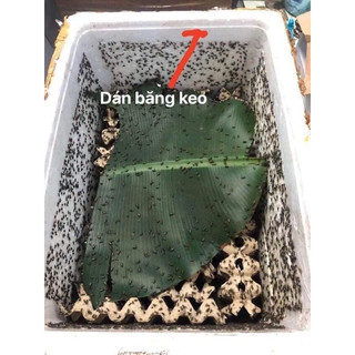 set 10 cái vĩ giấy nuôi dế