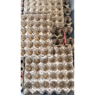 set 10 cái vĩ giấy nuôi dế