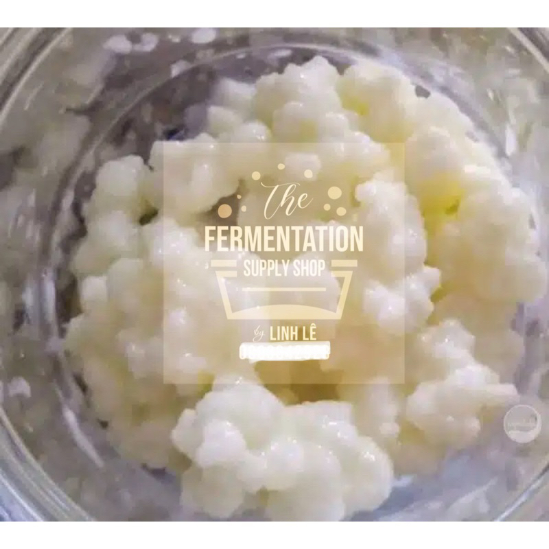 [ĐỘC QUYỀN TO ]Nấm sữa Kefir sữa chua ko cần ủ Milk kefir siêu đẻ-men sữa chua hỗ trợ giảm cân siết 