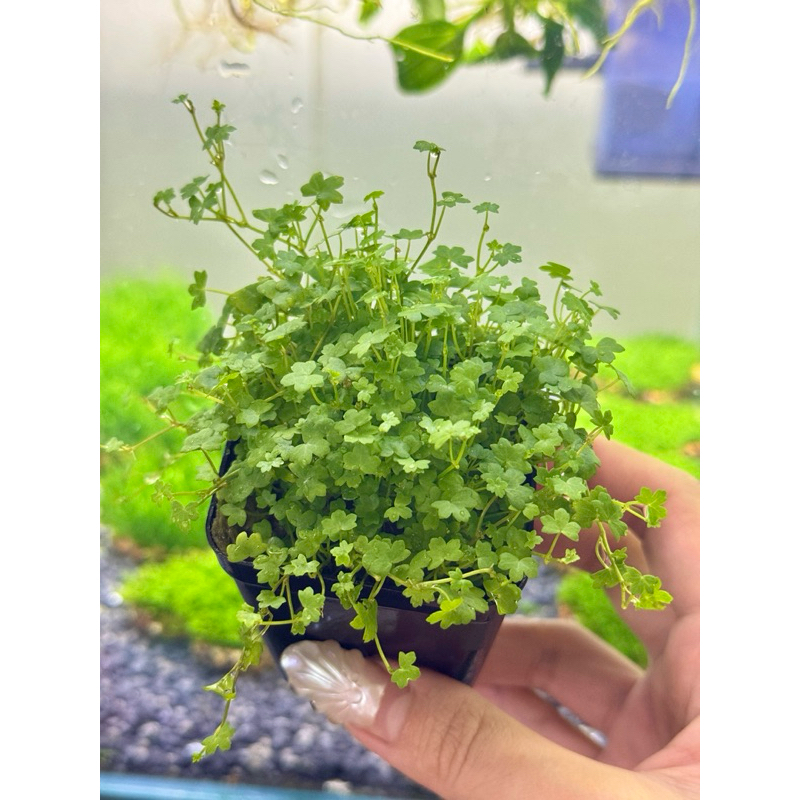 Chậu rau má hương cây thuỷ sinh cho tép cảnh, cá cảnh