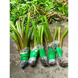 Cây kèo nèo giống THỦY SINH (chỉ giao phía Nam) - Tai tượng giống - Nê thảo giống (cây cao 25-40cm như hình)