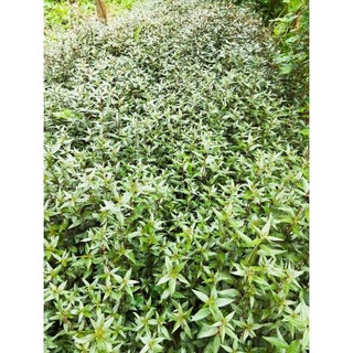 cây dòi sấy khô 100g, combo 3 bầu cây dòi tím ,1 bầu 9-10 cây,