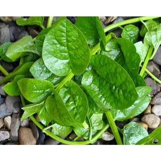 Hạt giống rau mồng tơi xanh lá to ( gói 20gram - STHGT )