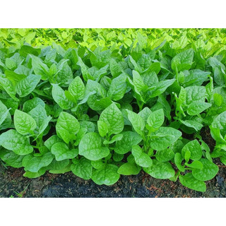 Hạt giống rau mồng tơi xanh lá to ( gói 20gram - STHGT )