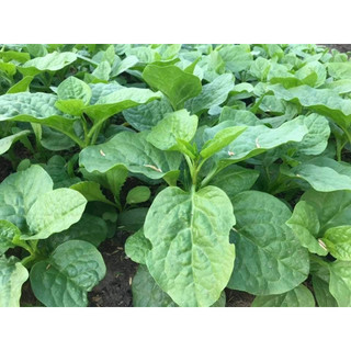 Hạt giống rau mồng tơi xanh lá to ( gói 20gram - STHGT )