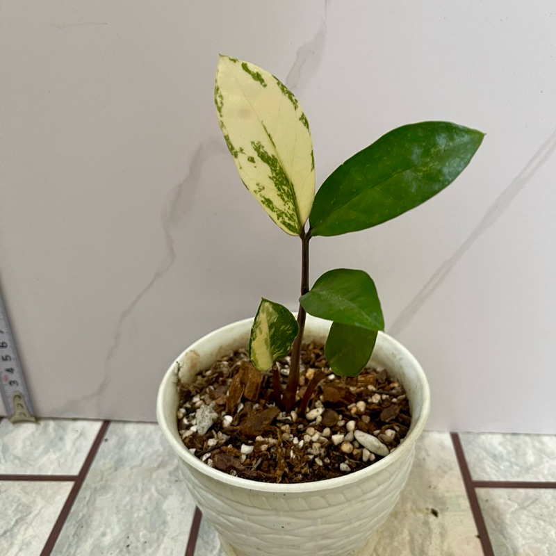cây Kim Tiền Var đột biến - [ Zanzibar Gem Variegated ](giao như hình)
