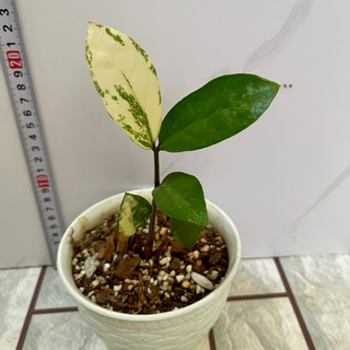 cây Kim Tiền Var đột biến - [ Zanzibar Gem Variegated ](giao như hình)